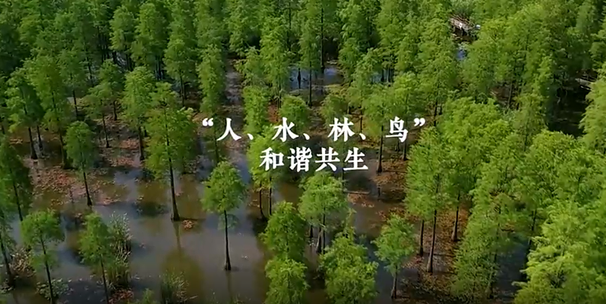 湿地护鸟人许治平:守护“人、水、林、鸟”和谐共生